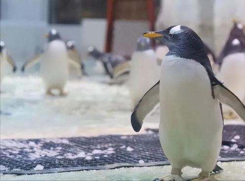 网红爆料企鹅事件视频在线观看,企鹅事件视频在线观看,真相令人震惊!  第3张 网红爆料企鹅事件视频在线观看,企鹅事件视频在线观看,真相令人震惊!  第3张