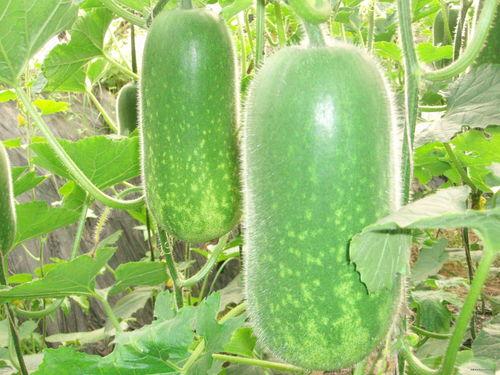 吃瓜24集全集免费下载,揭秘剧情高潮与精彩瞬间  第2张 吃瓜24集全集免费下载,揭秘剧情高潮与精彩瞬间  第2张