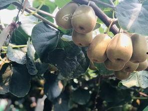 猕猴桃最新爆料文案,揭秘果中珍品背后的神奇功效  第2张 猕猴桃最新爆料文案,揭秘果中珍品背后的神奇功效  第2张