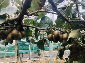 猕猴桃最新爆料文案,揭秘果中珍品背后的神奇功效  第3张 猕猴桃最新爆料文案,揭秘果中珍品背后的神奇功效  第3张