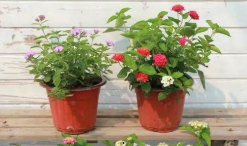 北京王哥爆料视频最新,揭秘事件背后惊人真相!”  第2张 北京王哥爆料视频最新,揭秘事件背后惊人真相!”  第2张