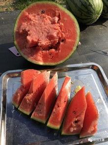 微山吃瓜网红,揭秘网络红人的幕后生活  第2张 微山吃瓜网红,揭秘网络红人的幕后生活  第2张