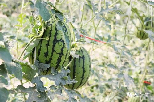 微山吃瓜网红,揭秘网络红人的幕后生活  第3张 微山吃瓜网红,揭秘网络红人的幕后生活  第3张