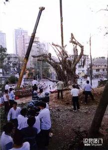 绵阳凯厦砍树事件爆料视频,揭秘校园暴力背后的真相  第3张 绵阳凯厦砍树事件爆料视频,揭秘校园暴力背后的真相  第3张